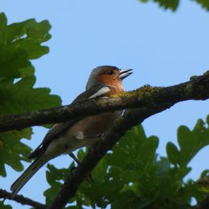 Eurasian Chaffinch