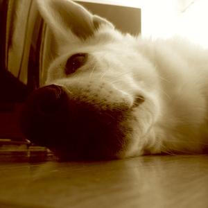 Berger Blanc Suisse