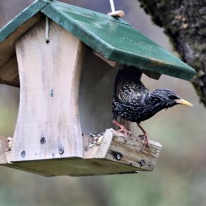 Common Starling