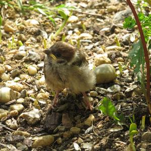 Eurasian Tree Sparrow