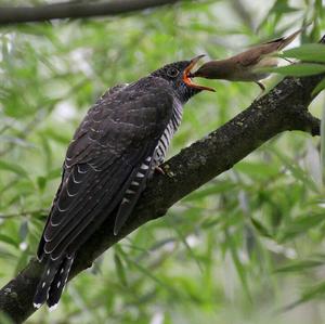 Common Cuckoo