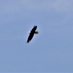 Bald Eagle