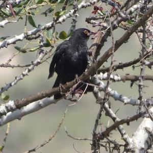 Eurasian Blackbird