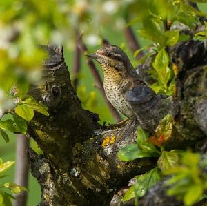 Eurasian Wryneck