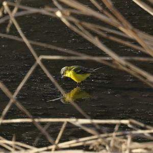 Yellow Wagtail
