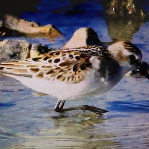 Little Stint