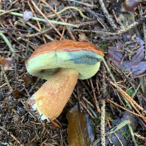 Bay Bolete