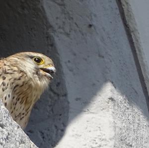 Common Kestrel