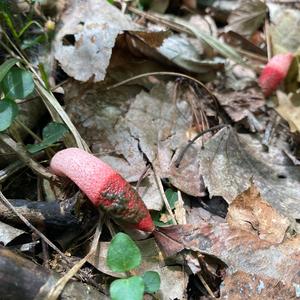 Ravenel`s Stinkhorn