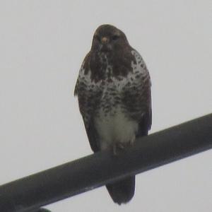 Common Buzzard