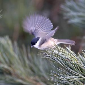 Willow Tit