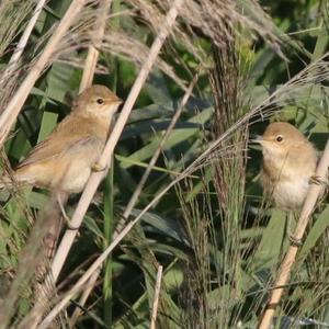 Eurasian Reed-warbler