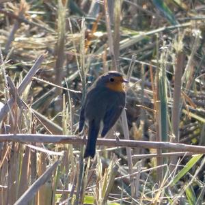 European Robin