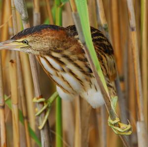 Little Bittern