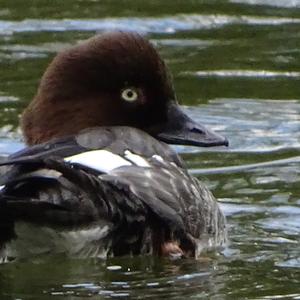 Common Goldeneye