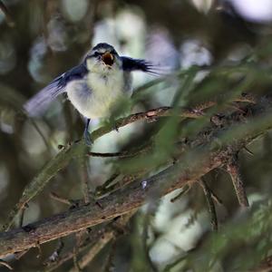 Blue Tit