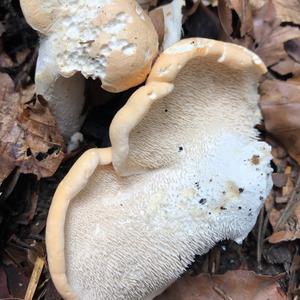 Hedgehog Fungus, Common