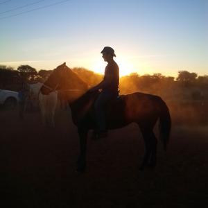 American Quarter Horse