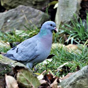 Stock Dove