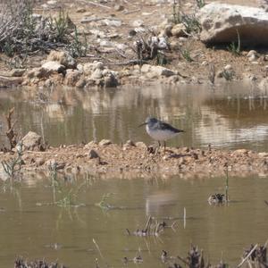 Common Greenshank