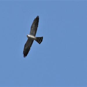 Mississippi Kite