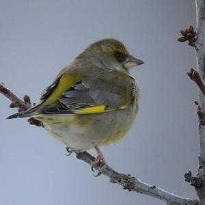 European Greenfinch