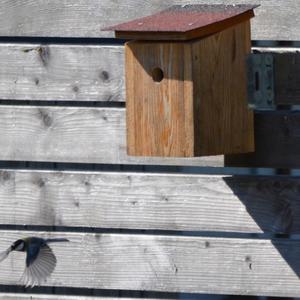 Great Tit