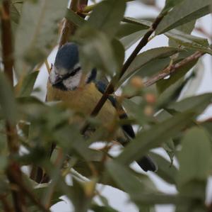 Blue Tit