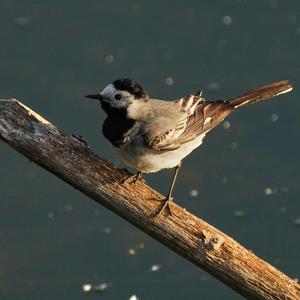 White Wagtail