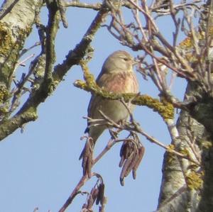 Eurasian Linnet