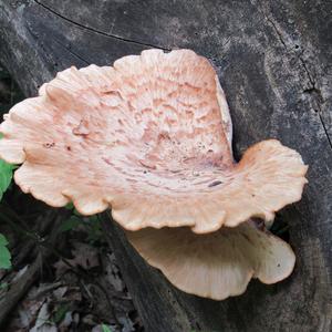 Dryad`s Saddle