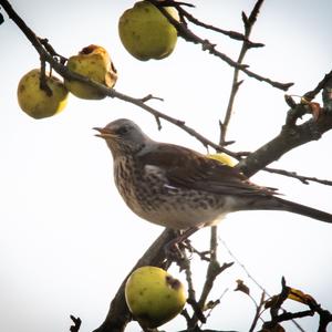 Fieldfare