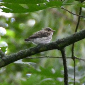 Spotted Flycatcher