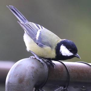 Great Tit