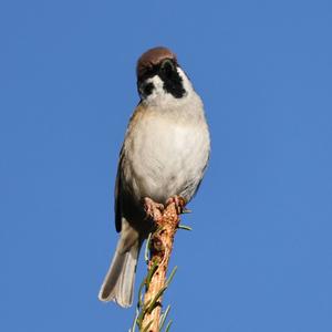 Eurasian Tree Sparrow