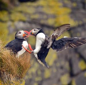 Atlantic Puffin