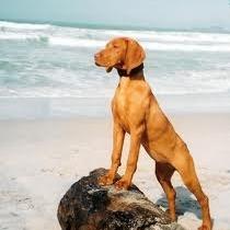 Vizsla