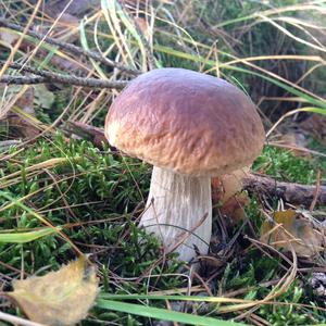 Summer Bolete