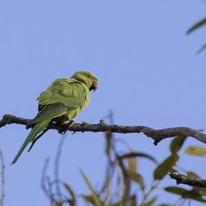 Rose-ringed Parakeet