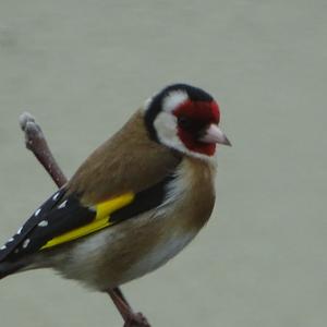 European Goldfinch