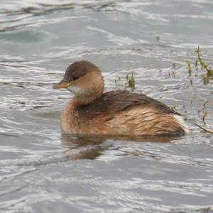 Little Grebe