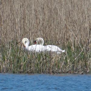 Höckerschwan