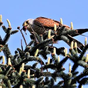 Common Kestrel