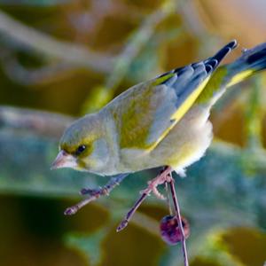 European Greenfinch