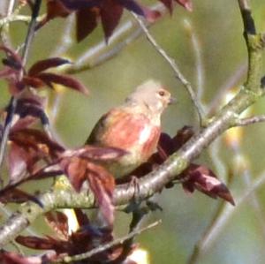 Eurasian Linnet