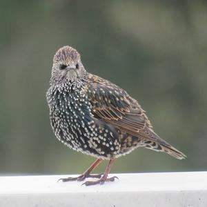 Common Starling