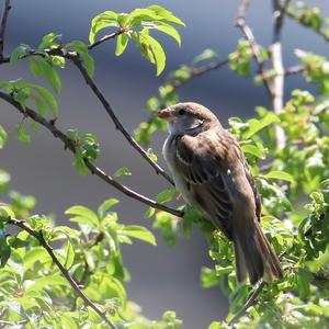 Eurasian Tree Sparrow