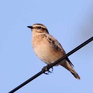 Whinchat