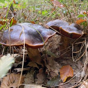 Dotted-stem Bolete