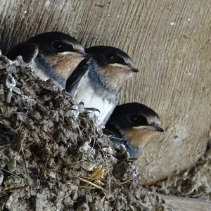 Barn Swallow